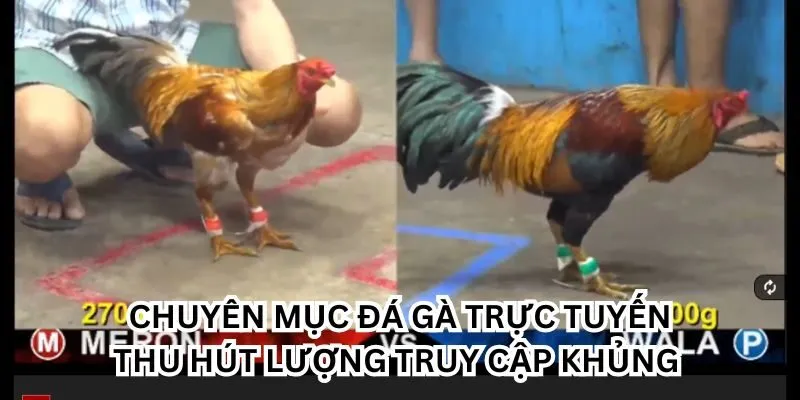 Chuyên mục đá gà trực tuyến thu hút lượng truy cập khủng 