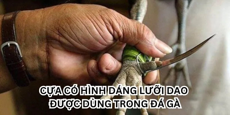 Cựa có hình dáng lưỡi dao được dùng trong đá gà